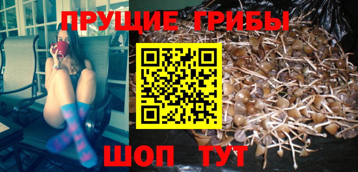 где продают   Вход с VPN  Сочи  Галлюциногенные грибы Psilocybe 